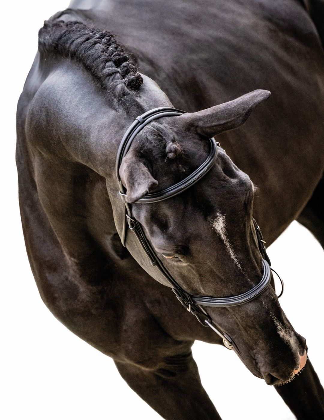 DOMINATOR 2000 Z - His legacy is already written! | Studfarm